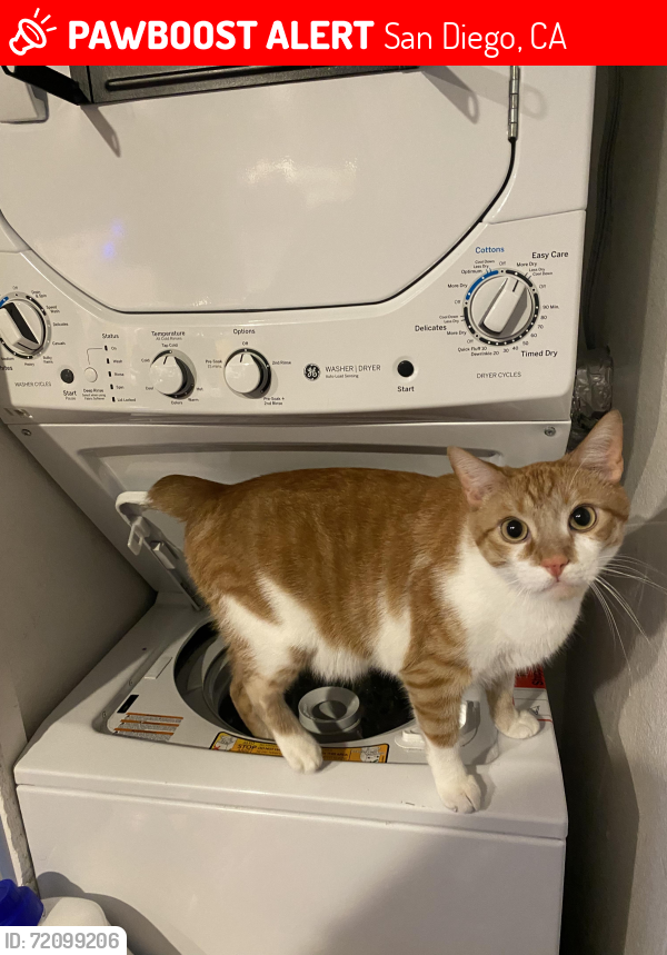 Lost Male Cat last seen Last seen at El Dorado Hills apmt complex, San Diego, CA 92124