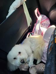 Lost Male Dog last seen Seven hills rd, Castro Valley, CA 94546