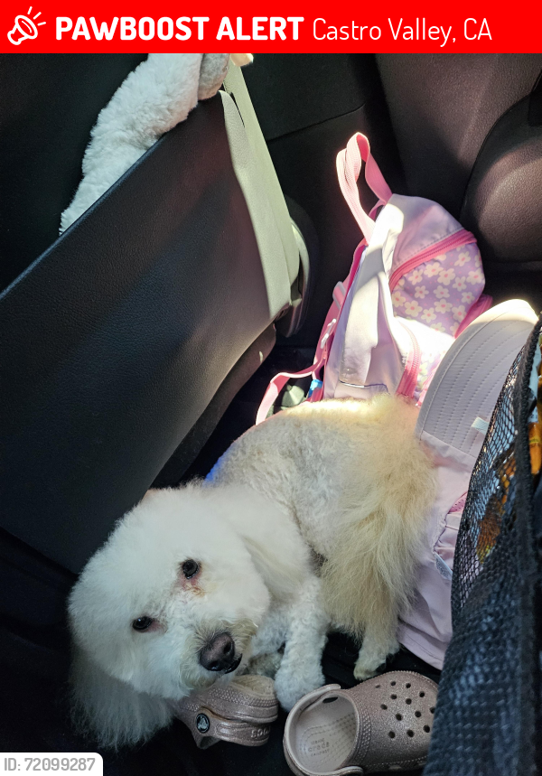 Lost Male Dog last seen Seven hills rd, Castro Valley, CA 94546