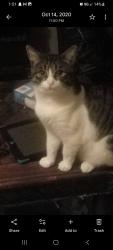 Lost Male Cat last seen Cromley street Brooklet, Georgia , Brooklet, GA 30415