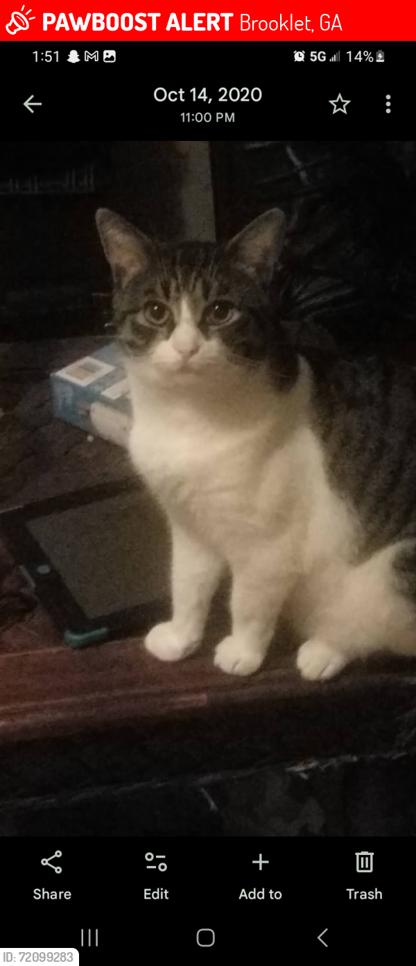 Lost Male Cat last seen Cromley street Brooklet, Georgia , Brooklet, GA 30415