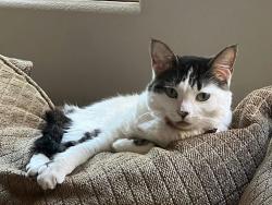 Lost Female Cat last seen W Georgetown Way, Anthem Merrill Ranch, Florence, AZ 85132