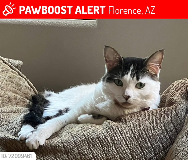 Lost Female Cat last seen W Georgetown Way, Anthem Merrill Ranch, Florence, AZ 85132