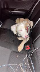 Reunited Male Dog last seen Elan Denton, Denton, TX 76208