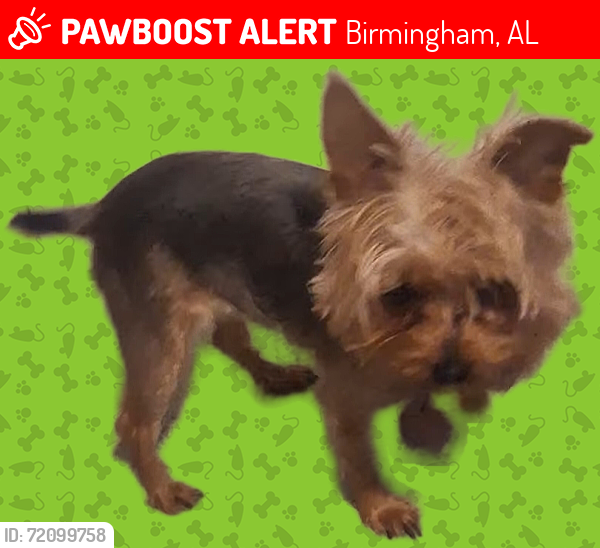 Lost Female Dog last seen Fremont Avenue and Marywood, Birmingham, AL 35214