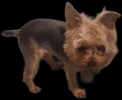 Lost Female Dog last seen Fremont Avenue and Marywood, Birmingham, AL 35214