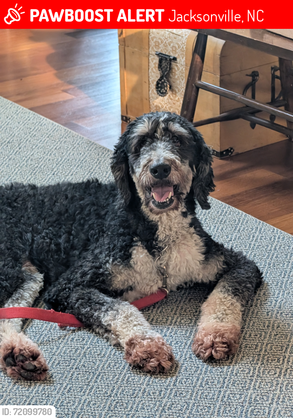 Jacksonville, NC Lost Male Dog, Brig Is Missing PawBoost