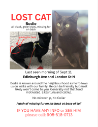 Lost Male Cat last seen Edinburgh ave at London st N, Hamilton, ON L8H 3Z4