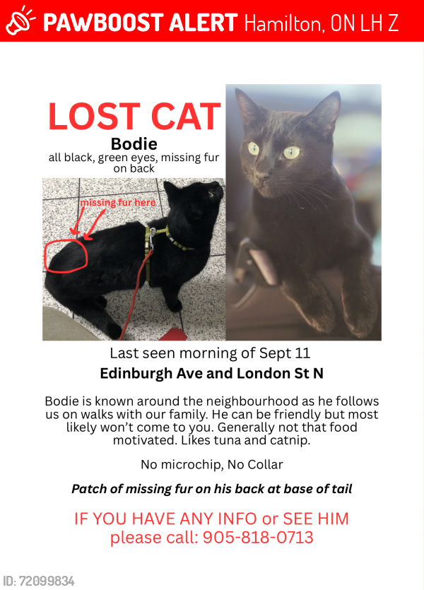 Lost Male Cat last seen Edinburgh ave at London st N, Hamilton, ON L8H 3Z4