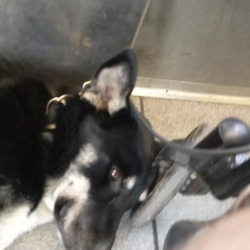 Lost Female Dog last seen Macarthur Park, Los Angeles, CA 90012