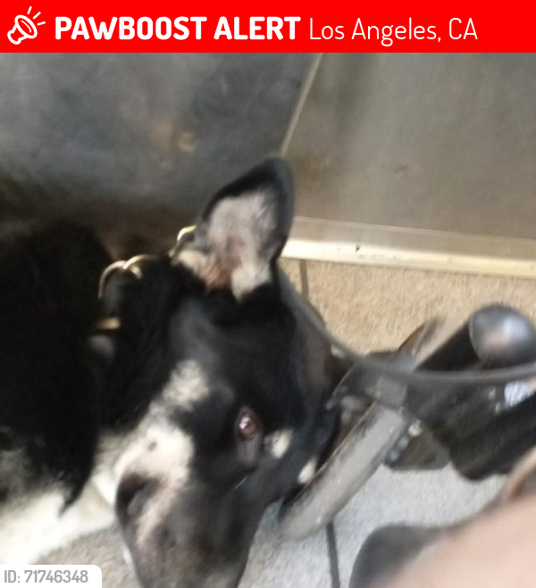 Lost Female Dog last seen Macarthur Park, Los Angeles, CA 90012