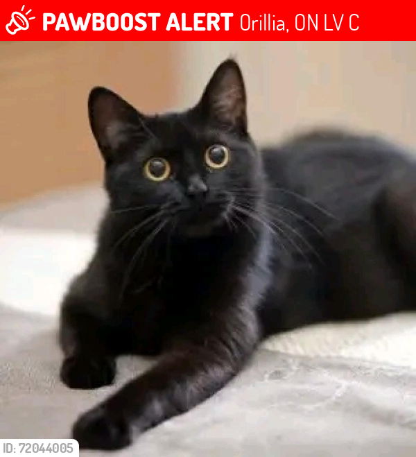Lost Male Cat last seen Near Borland St E, Orillia, ON, Canada, Orillia, ON L3V 2C3