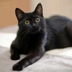 Lost Male Cat last seen Near Borland St E, Orillia, ON, Canada, Orillia, ON L3V 2C3