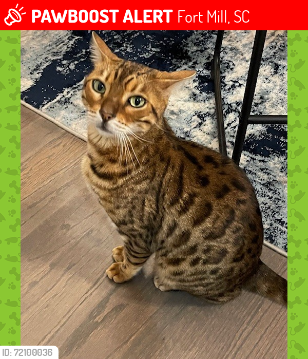 Lost Male Cat last seen Wisteria Walk Way Abelene Ln, Fort Mill, SC 29715