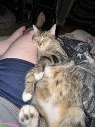 Lost Male Cat last seen 19th St and Harper St, Lawrence, KS 66044
