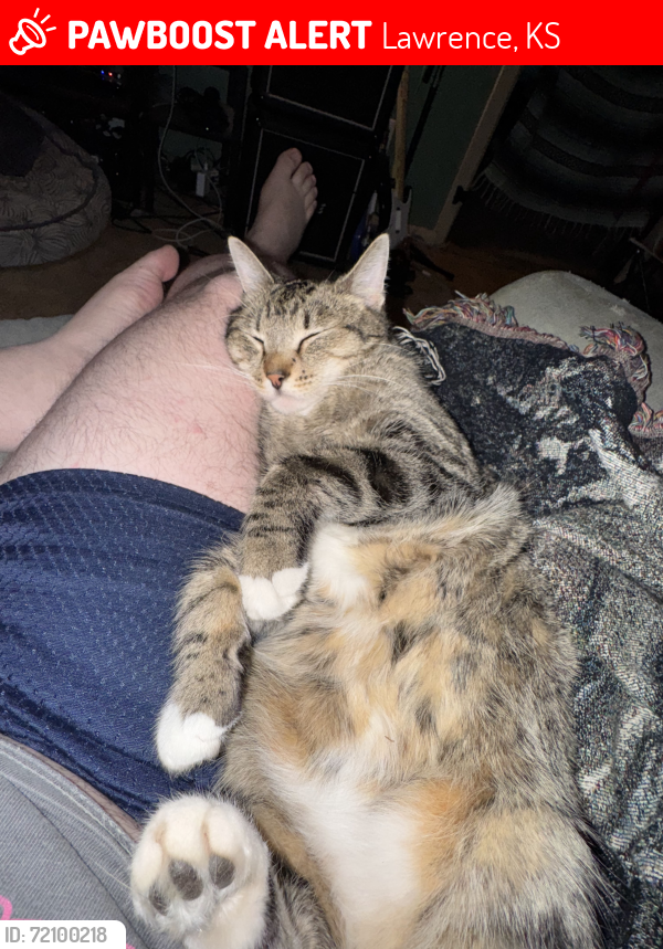Lost Male Cat last seen 19th St and Harper St, Lawrence, KS 66044