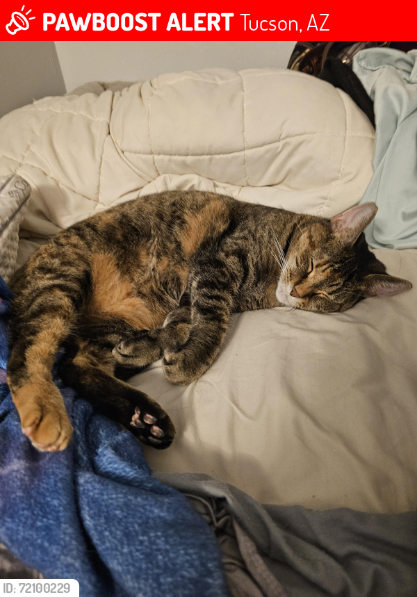 Lost Female Cat last seen Misty Mountain Way, Tucson, AZ 85757