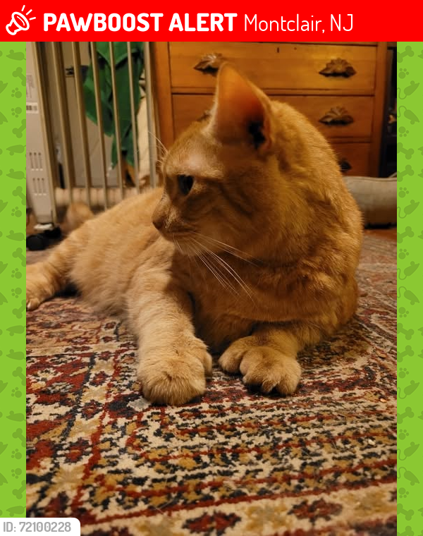 Lost Male Cat last seen Elizabeth Road and Marquette Road, Montclair, NJ 07043