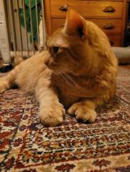 Lost Male Cat last seen Elizabeth Road and Marquette Road, Montclair, NJ 07043
