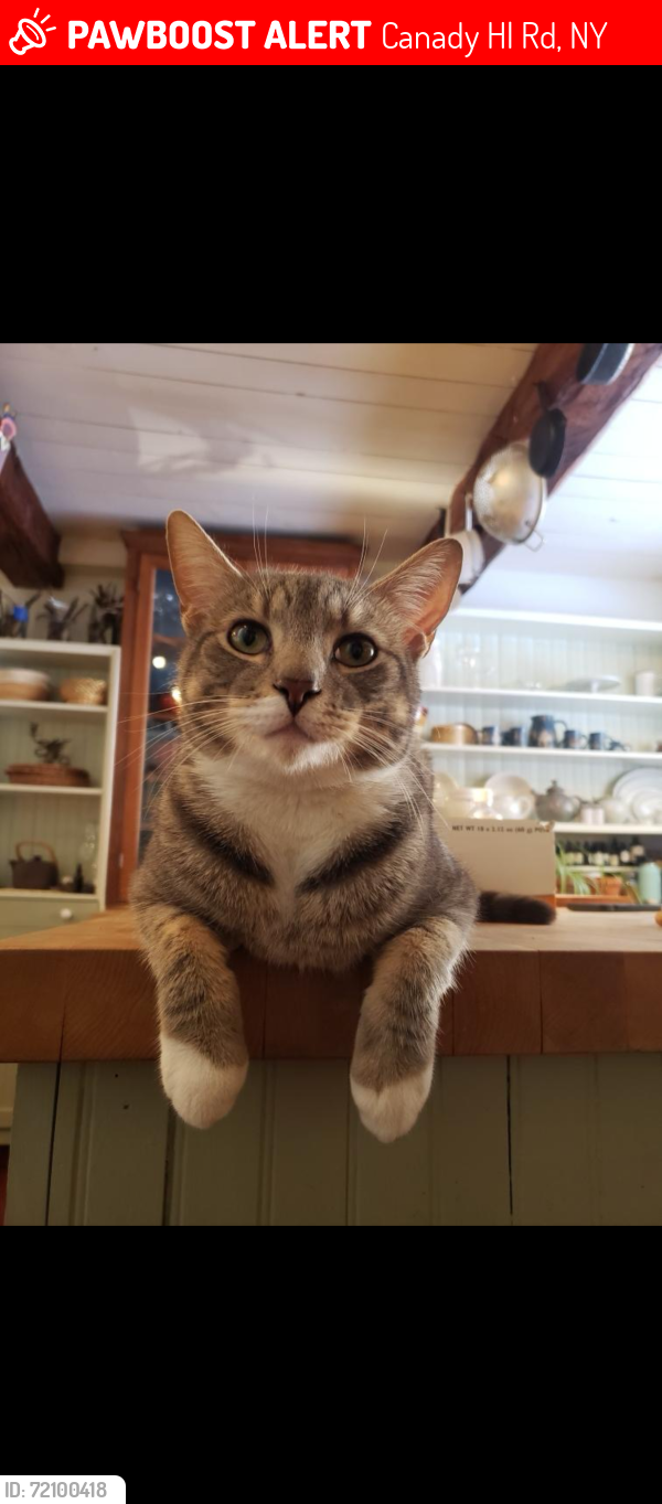 Lost Male Cat last seen Canaday Hill Road, between Bridge Road and Bradt Hollow, Berne, NY 12023