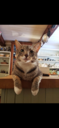 Lost Male Cat last seen Canaday Hill Road, between Bridge Road and Bradt Hollow, Berne, NY 12023
