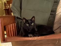 Lost Male Cat last seen Keith Rd./Commerce Rd., West Bloomfield Township, MI 48324