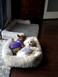 Lost Female Dog last seen Mission bend Corona Del Mar Dr, Houston, TX 77083