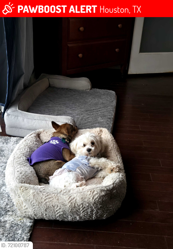 Lost Female Dog last seen Mission bend Corona Del Mar Dr, Houston, TX 77083