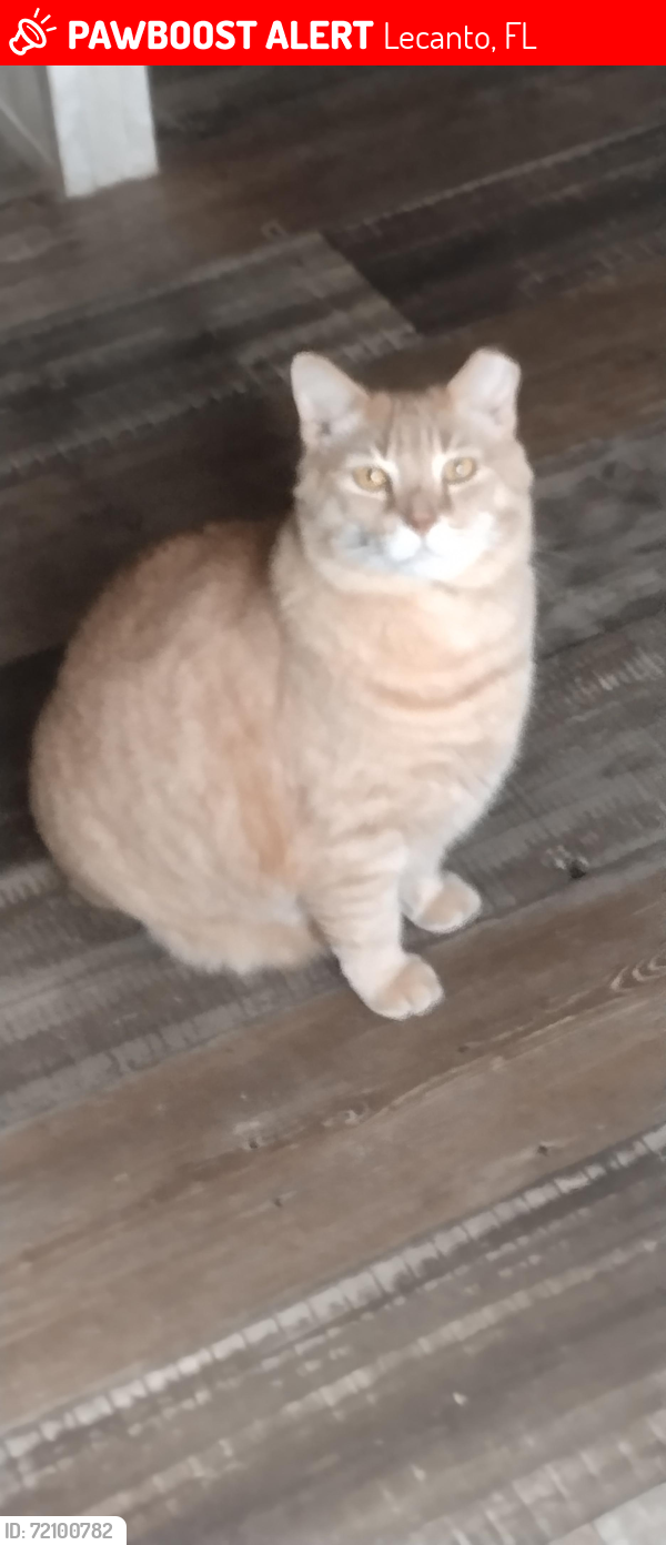 Lost Male Cat last seen Cardinal and Dayton Pt, Sugarmill Woods, FL 34446