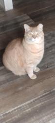 Lost Male Cat last seen Cardinal and Dayton Pt, Sugarmill Woods, FL 34446