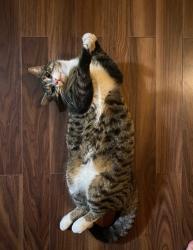 Lost Male Cat last seen Trafalgar/Highbury/Hale, London, ON N5Z 1H9