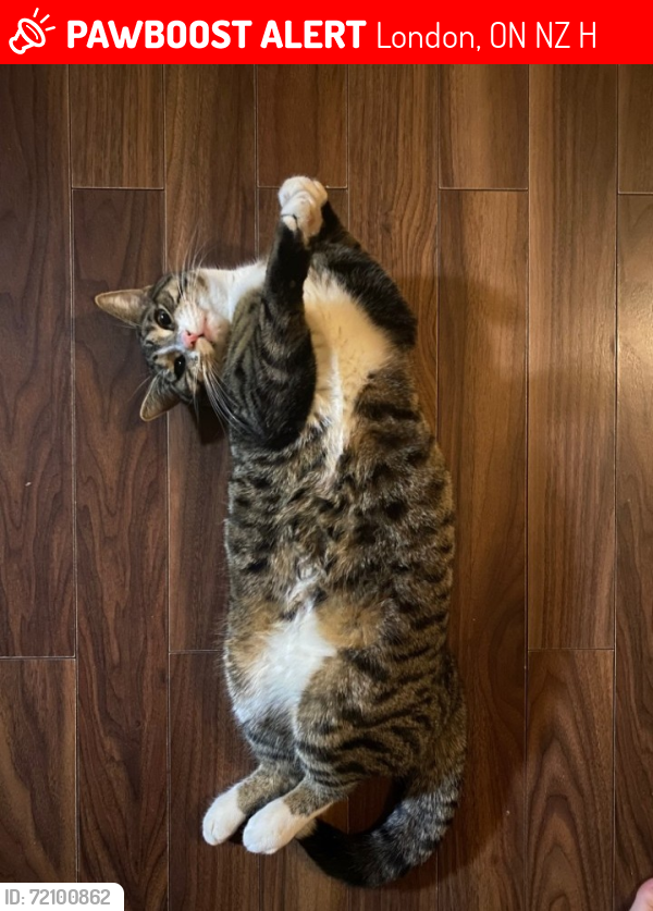 Lost Male Cat last seen Trafalgar/Highbury/Hale, London, ON N5Z 1H9