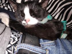 Lost Female Cat last seen Hiway 24 and n kansas, Topeka, KS 66608