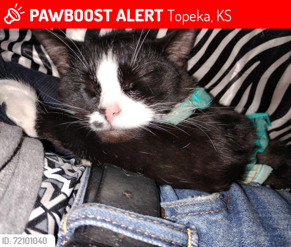 Lost Female Cat last seen Hiway 24 and n kansas, Topeka, KS 66608