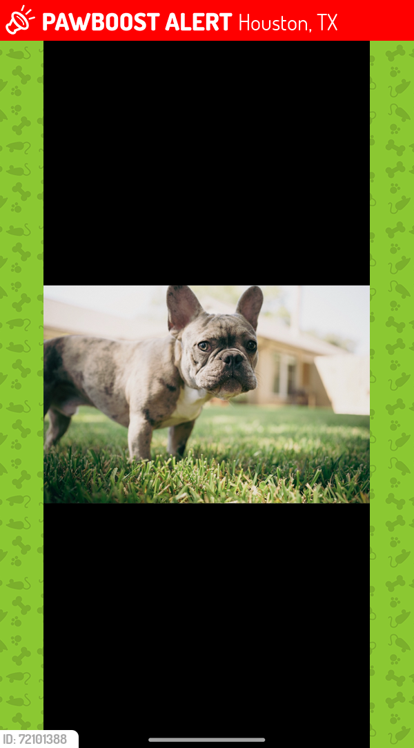 Lost Male Dog last seen Near old oaks or walters rd , Houston, TX 77068