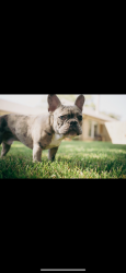 Lost Male Dog last seen Near old oaks or walters rd , Houston, TX 77068
