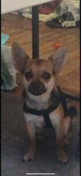 Lost Female Dog last seen Collingsworth, Irvington and Cetti 77009, Houston, TX 77009
