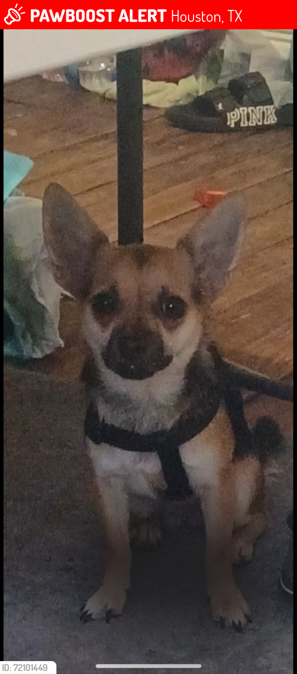 Lost Female Dog last seen Collingsworth, Irvington and Cetti 77009, Houston, TX 77009