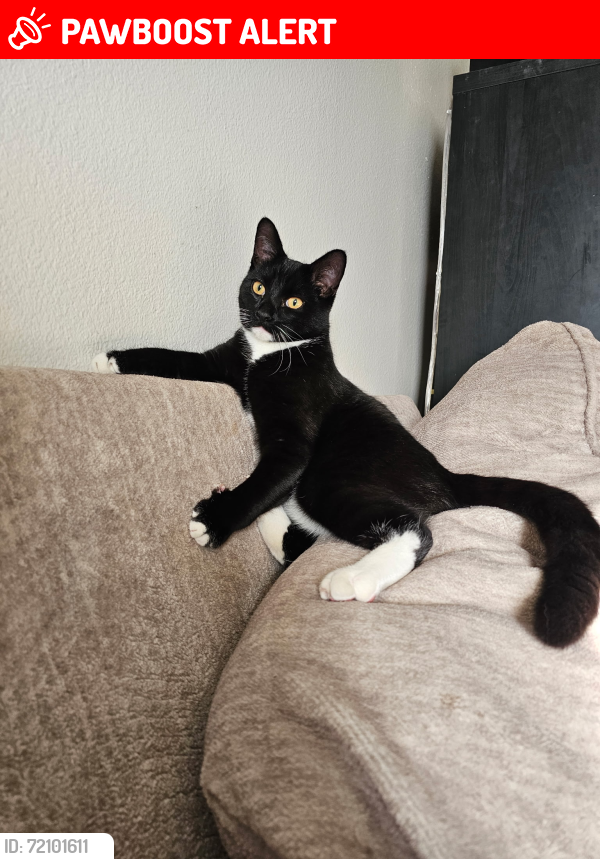 Lost Male Cat last seen Saratoga st and Yorktown St, Hill Air Force Base, UT 84056