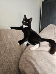 Lost Male Cat last seen Saratoga st and Yorktown St, Hill Air Force Base, UT 84056