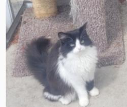 Lost Female Cat last seen arney neighborhood 83 street and 127 Ave, Edmonton, AB T5E 2Y6