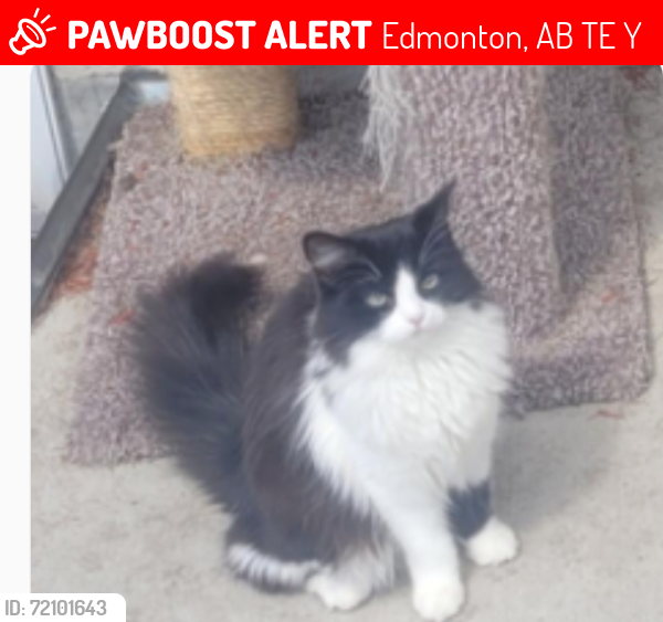 Lost Female Cat last seen arney neighborhood 83 street and 127 Ave, Edmonton, AB T5E 2Y6
