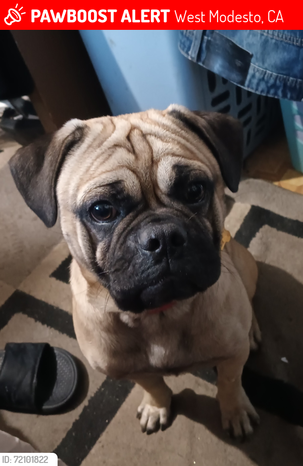 Lost Male Dog last seen Paradise and carpenter rd , West Modesto, CA 95358