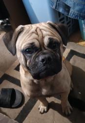 Lost Male Dog last seen Paradise and carpenter rd , West Modesto, CA 95358