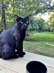 Lost Male Cat last seen Grove and West, Lombard, IL 60148
