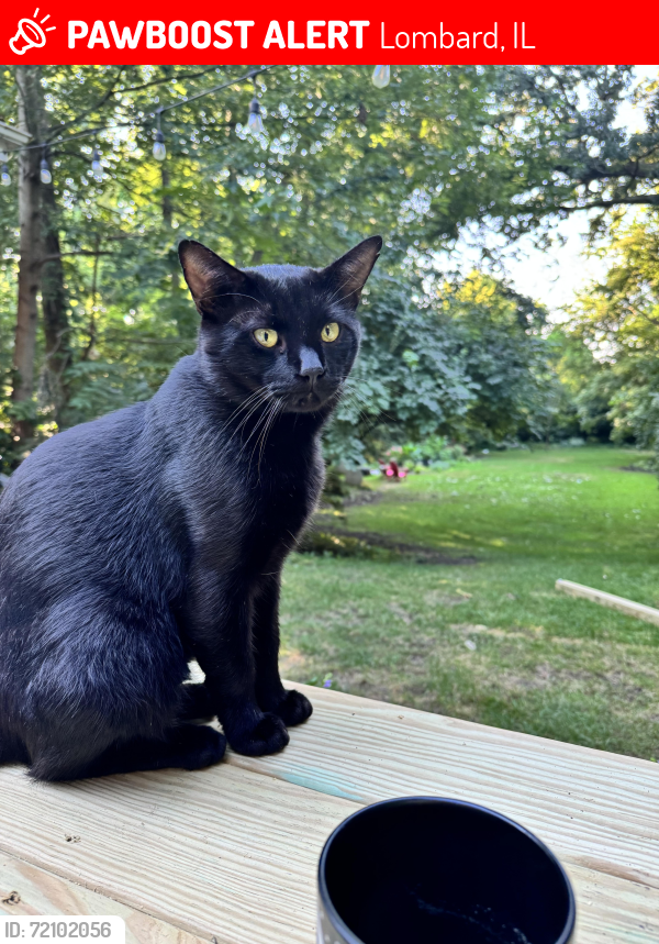 Lost Male Cat last seen Grove and West, Lombard, IL 60148