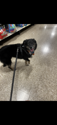 Lost Female Dog last seen John Hayes and Zaragoza Neighborhoods, El Paso, TX 79938