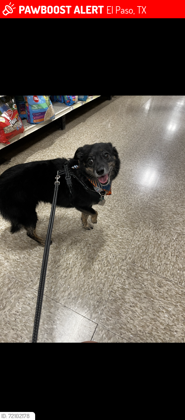 Lost Female Dog last seen John Hayes and Zaragoza Neighborhoods, El Paso, TX 79938