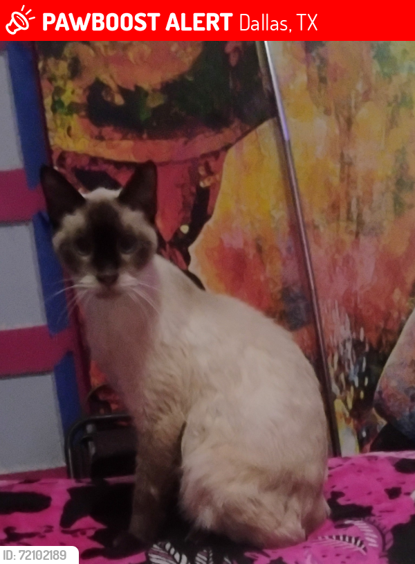 Lost Male Cat last seen Elsie Faye heggins, Dallas, TX 75215