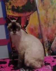 Lost Male Cat last seen Elsie Faye heggins, Dallas, TX 75215